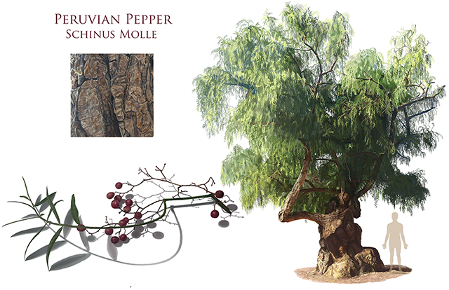 peruvian-pepper-schinus-molle-tree