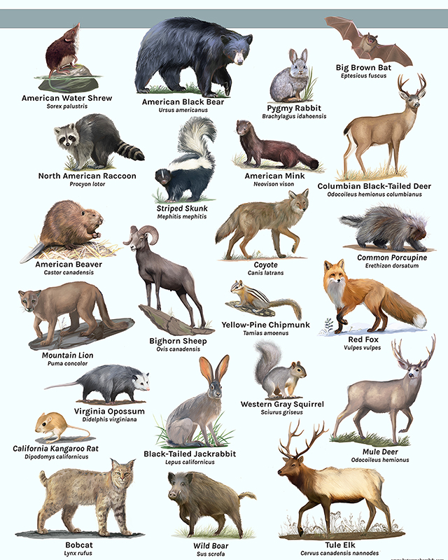 north-california-animals-poster